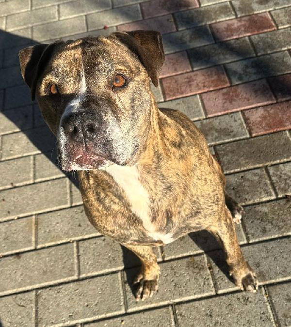 THOR GENTILE PIT Foto 6